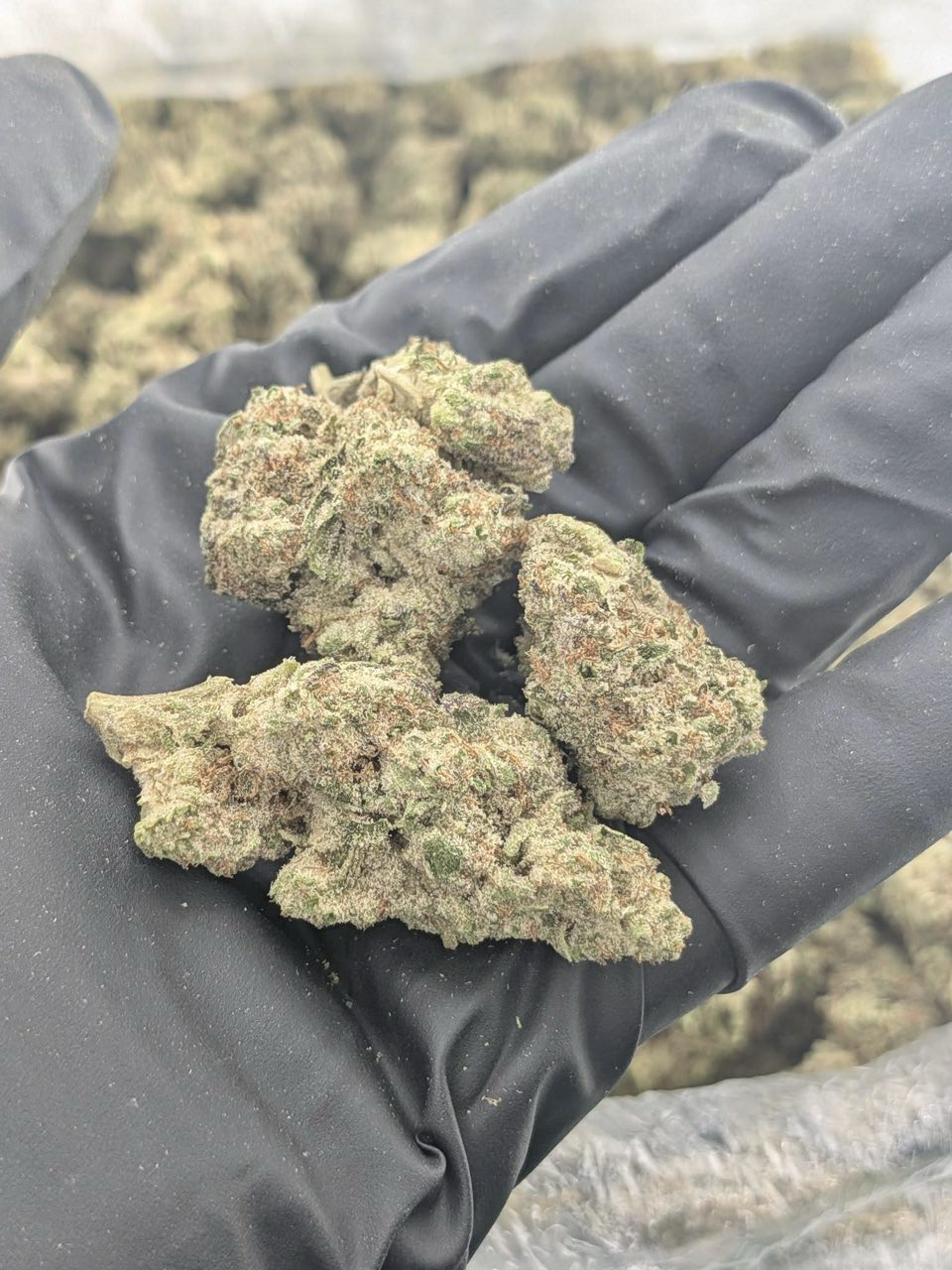 White Frost strain